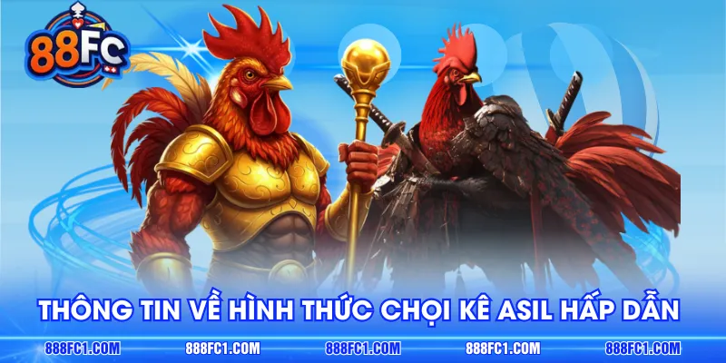 Thông tin về hình thức giải trí chọi kê Asil hấp dẫn